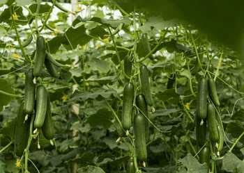 Cucumber crop inside greenhouse