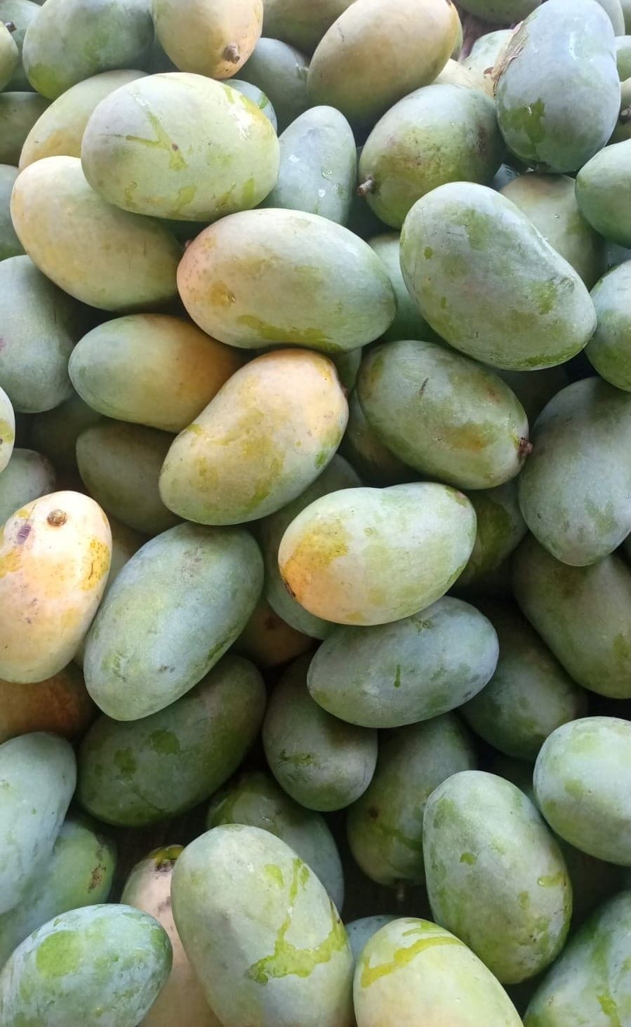 Mangoes grown at Laang Agro Farm