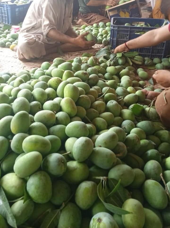Mango crop