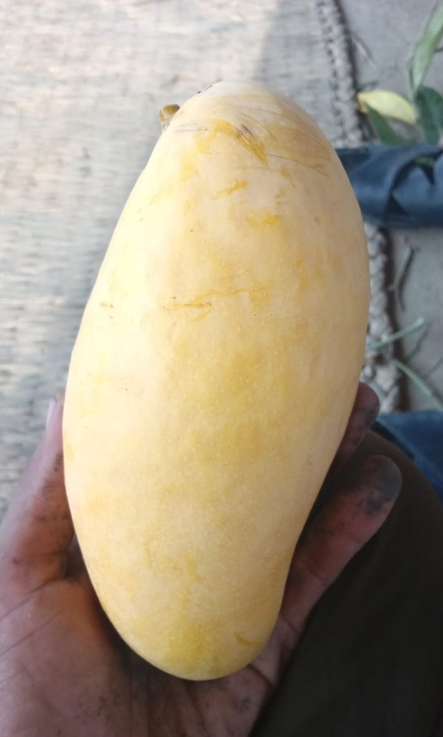 Mango harvesting