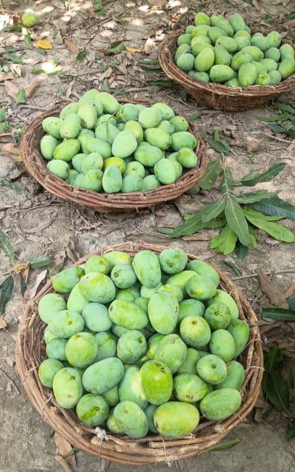 Mango orchard