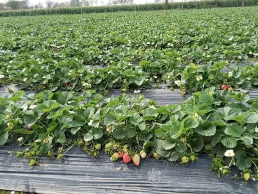Strawberry cultivation